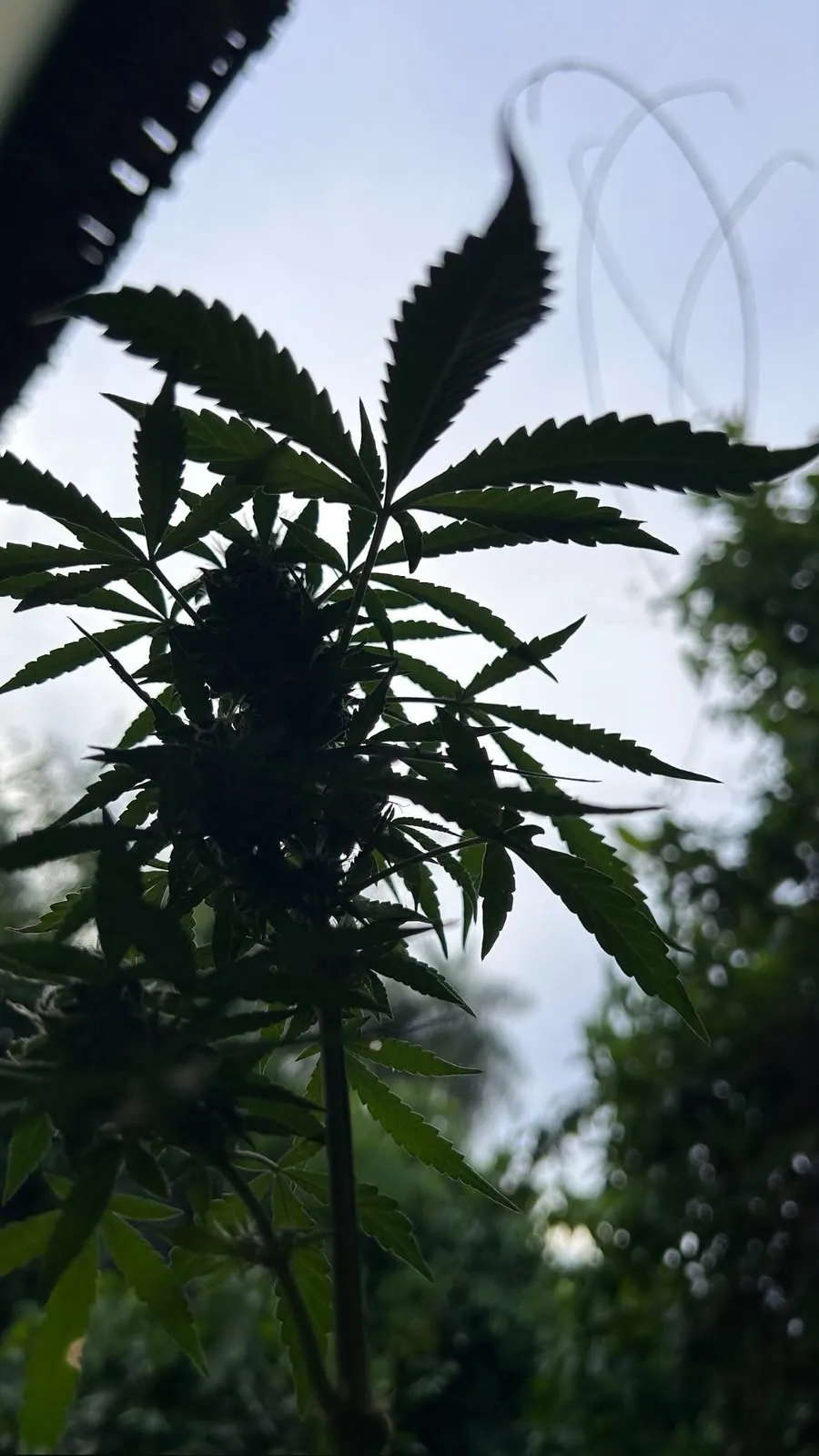 Planta de cannabis vista de baixo contra o céu